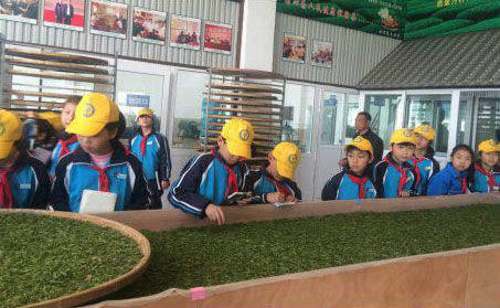 各地學(xué)生來(lái)玉環(huán)火山茶基地實(shí)地參觀體驗(yàn)玉環(huán)火山茶制作流程。